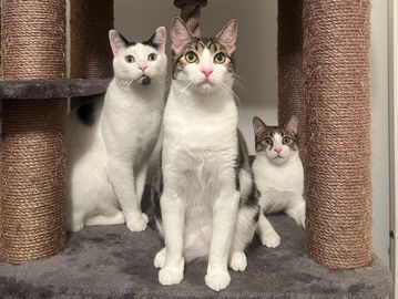 Three attentive cats sitting on a cat tree.