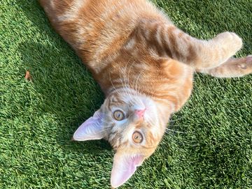 Orange tabby cat lying on green grass looking up.
