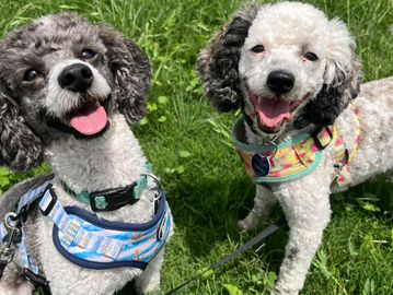 Two happy poodles in colorful harnesses enjoying a sunny day on grass.