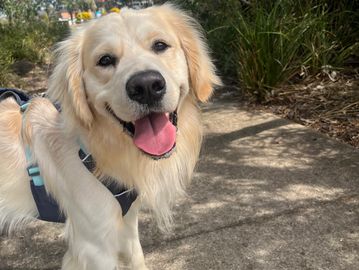 Happy golden retriever dog outside on a sunny day.