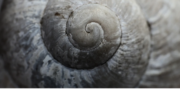 Close-up image of a snail shell