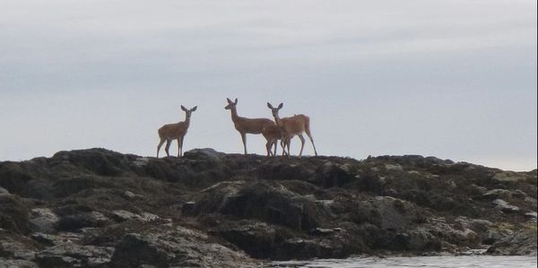 Maritime deer