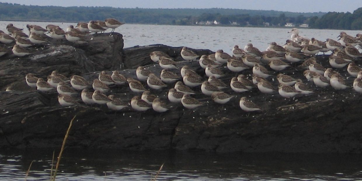 sandpipers during migration in Casco Bay