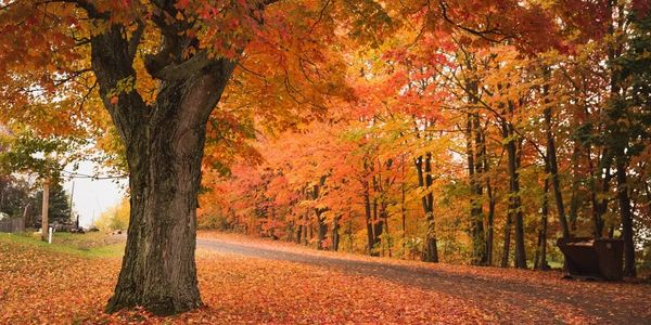 Fall time leaf mulching services.