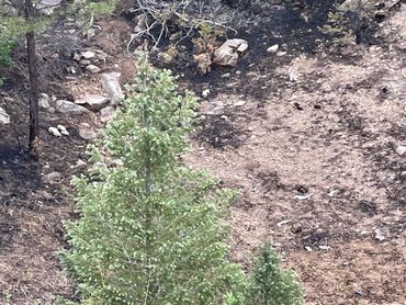 Two skulls laying next to each other after the fire in New Mexico