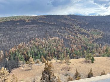 Burnt forest in New Mexico