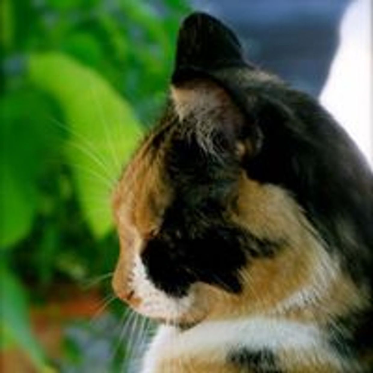 A cat with orange and black streaks