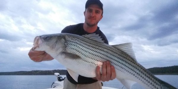 a 20lb striped bass caught on lake texoma