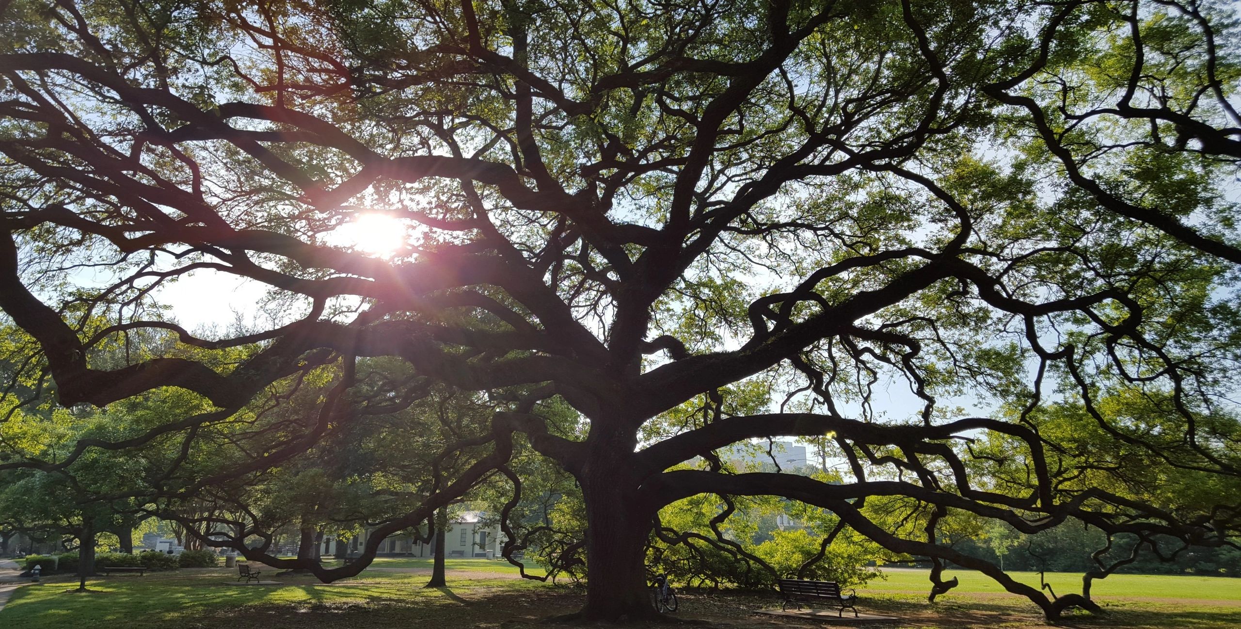 Tree Services in Houston Tree Pros of Houston