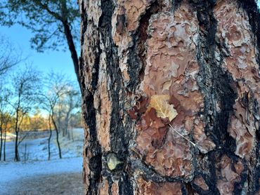 Image of pine tree bark with a leaf caught in it.
