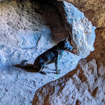 Photo of a dog looking out of a cave hole.