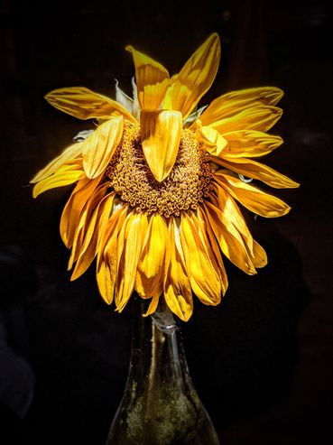 Photo of dying sunflower