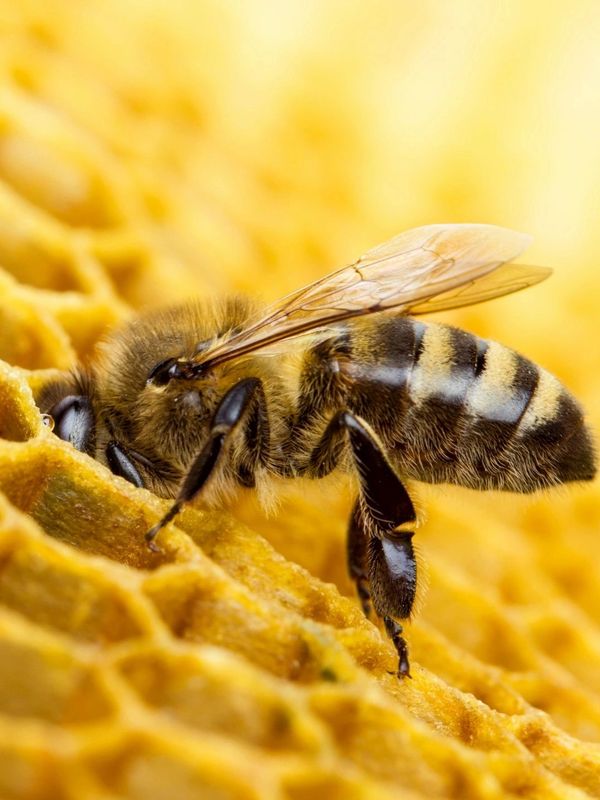 A honeybee making honey