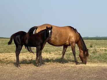 2021 Filly by Tuff Time Chula