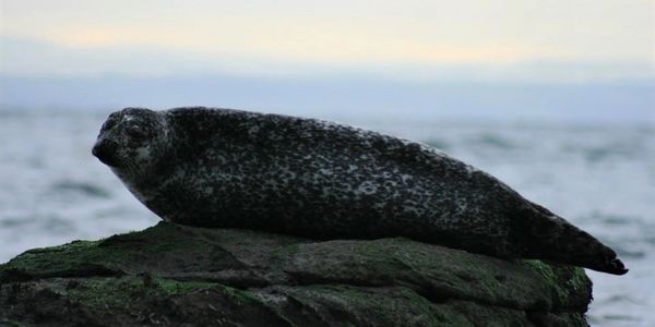 Common Seal in Yorkshire