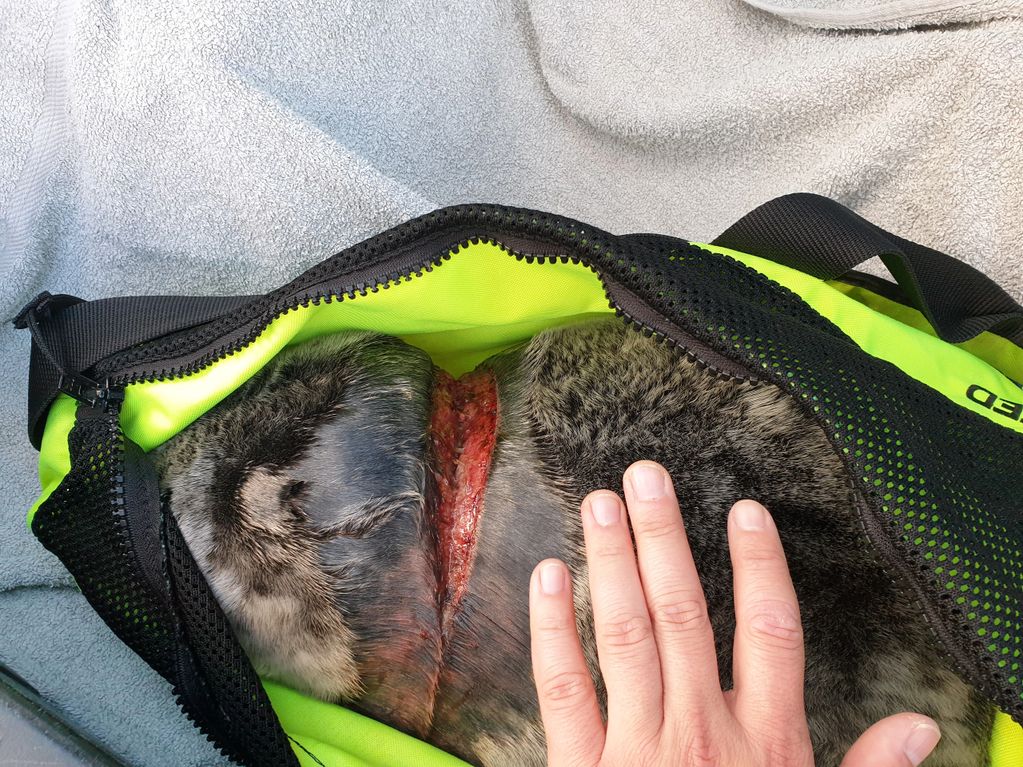   Injured Grey Seal Pup Yorkshire