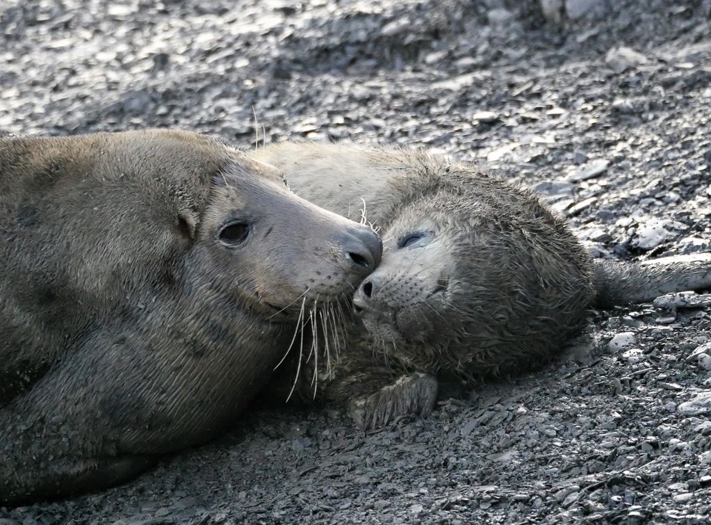 Grey Seal mother and pup Yorkshire