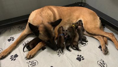 K-9 Pi with her six puppies