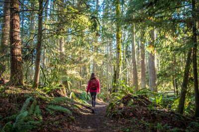 A person with a red backpack walks through a sunlit forest trail.