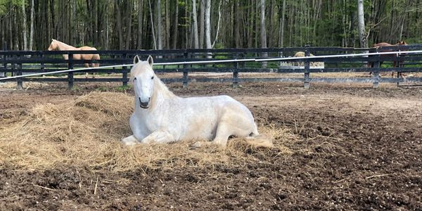 White horse in paddock.