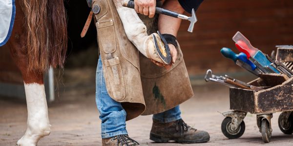 Farrier nailing horseshoe to horse hoof with a hammer