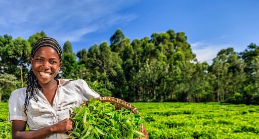 We proudly support local families in Haiti by creating job opportunities in rural communities.