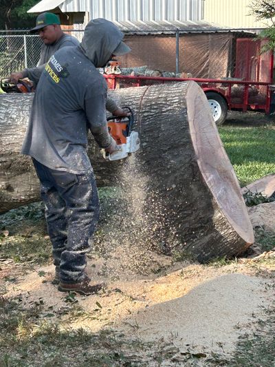 Tree Services Tyler Texas - Tree Removal and Tree Trimming Tyler Texas