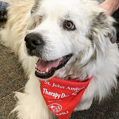 Zaphod the Therapy dog at a Paws your stress event at the university of saskatchewan 