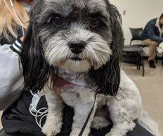 Therapy dog almond at in person visit