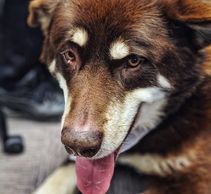 Ralf the therapy dog, he visited most commonly at YXE airport