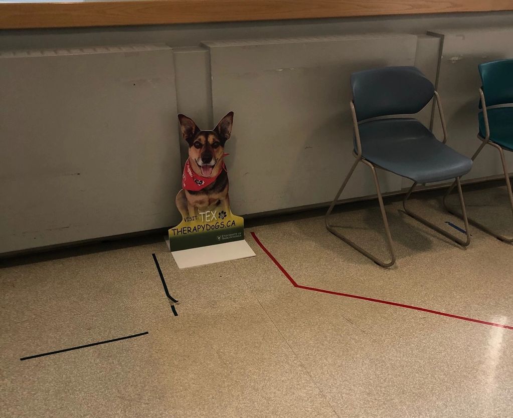 Tex the Therapy Dog, in the waiting room of the Saskatoon City Hospital.