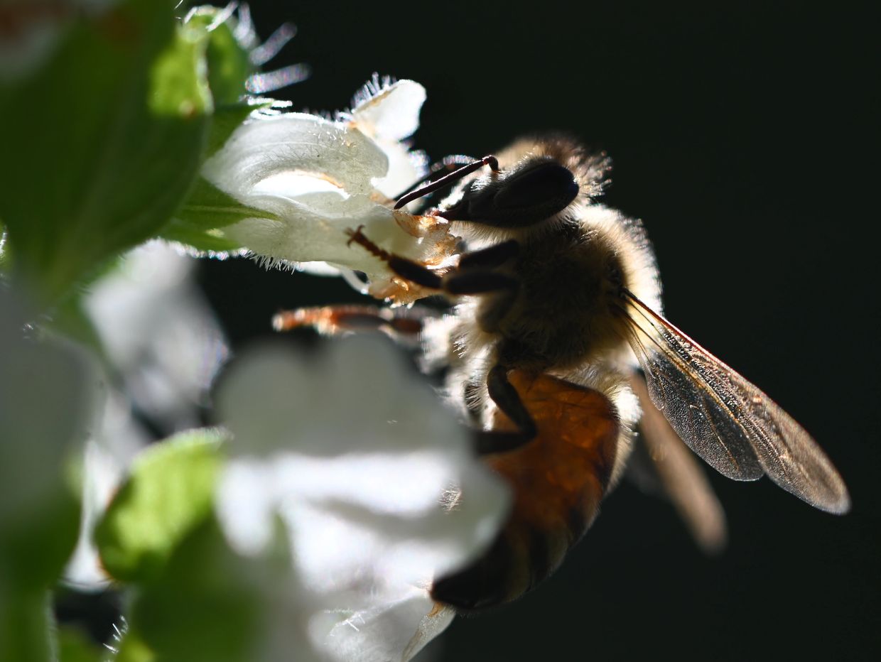 A bee nuzzles a basil flower in our garden.