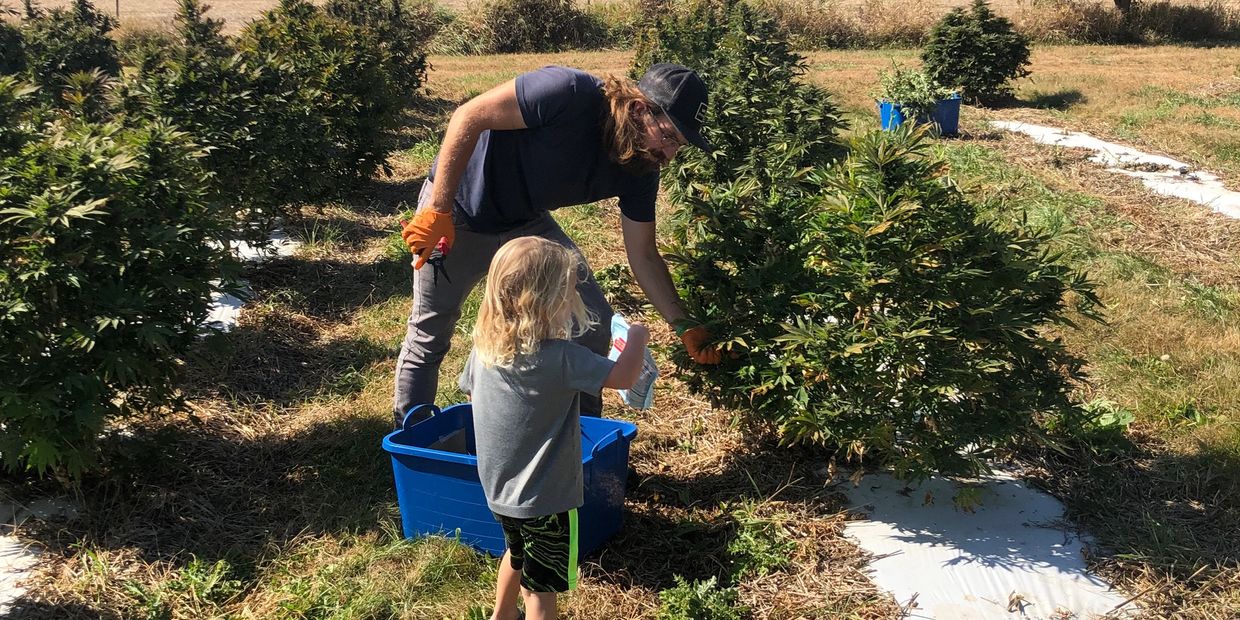Jake and Wesley gathering CBD buds to harvest