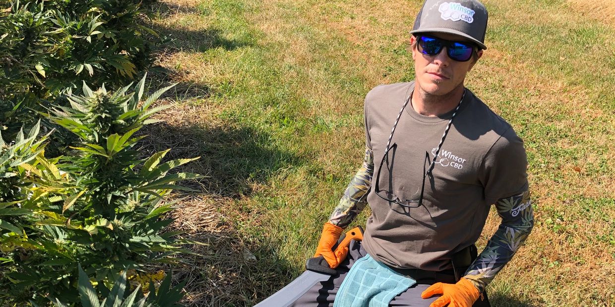 Joel getting ready to harvest the CBD plants
