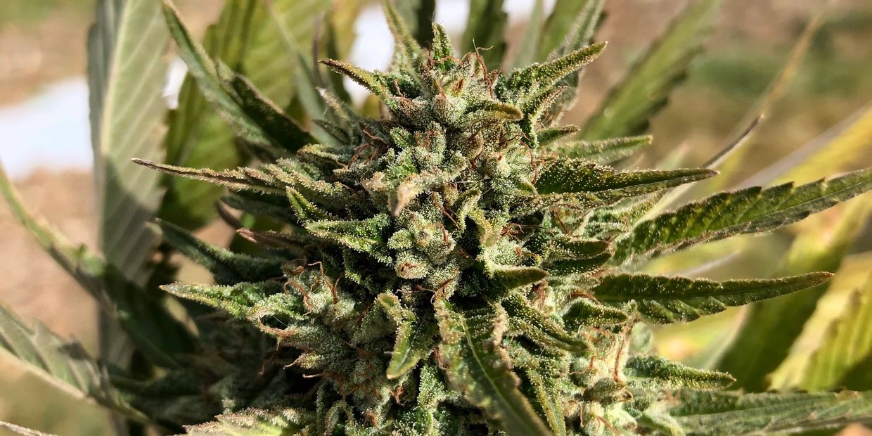 Up close picture of a CBD plant