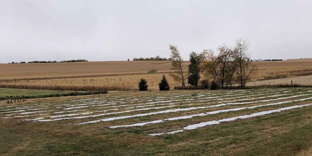Winsor hemp field before hemp plants get transplanted
