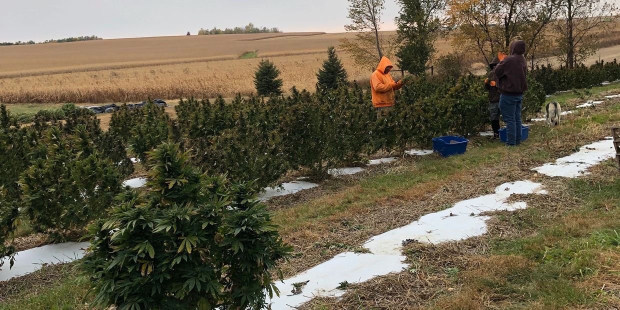 Jeff, Jake and Joel in the field harvesting the crops