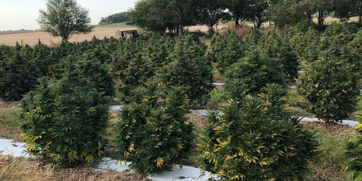 Picture of plants that are growing beautifully