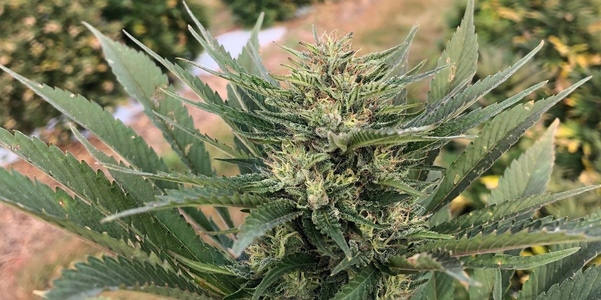 Up close picture of a CBD plant