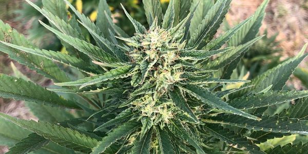 Up close picture of a CBD plant