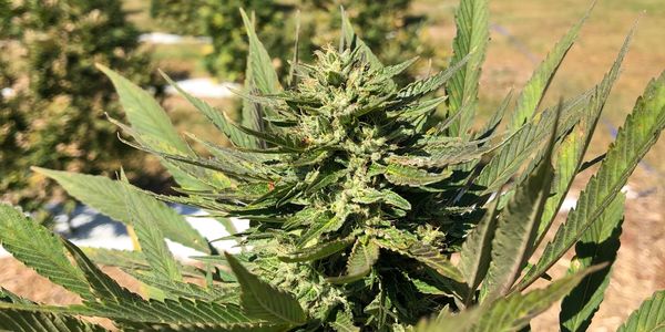 Up close picture of a CBD plant
