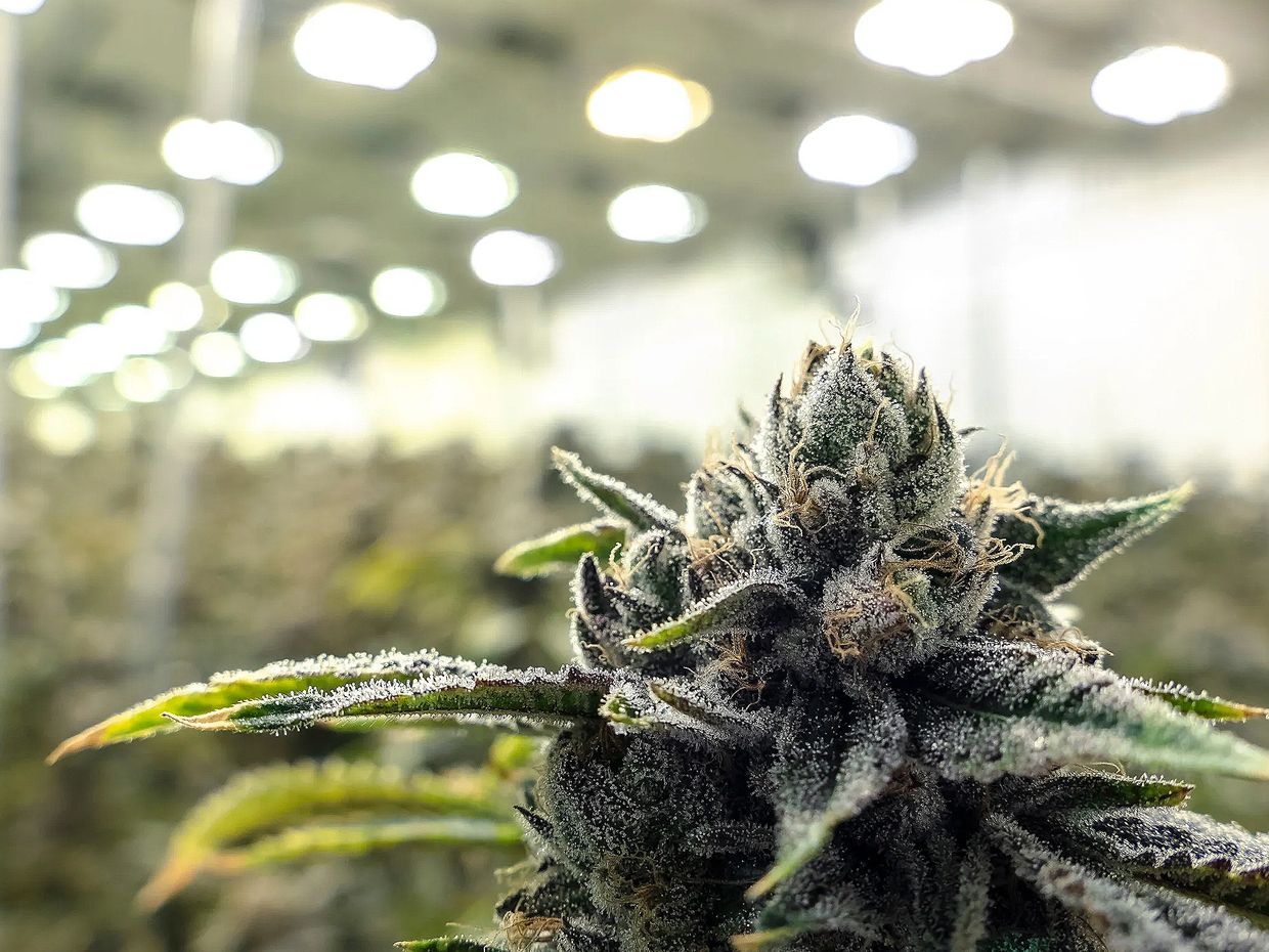 Growing indoor cannabis