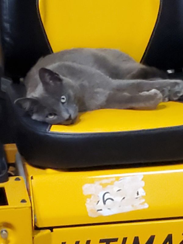 Miss Gray on daddy's tractor
