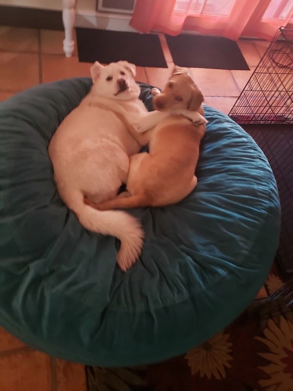 Nawla and Ginger