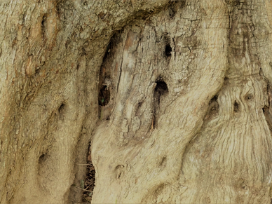 Tree roots as strong as our ancestral belonging to this fertile, untouched land.