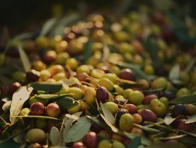 premium quality olives, for premium quality olive oil