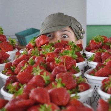 Freckled-face girl peers wide-eyed over a table to Double R Strawberries.