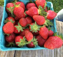 Double R Strawberries in a quart container