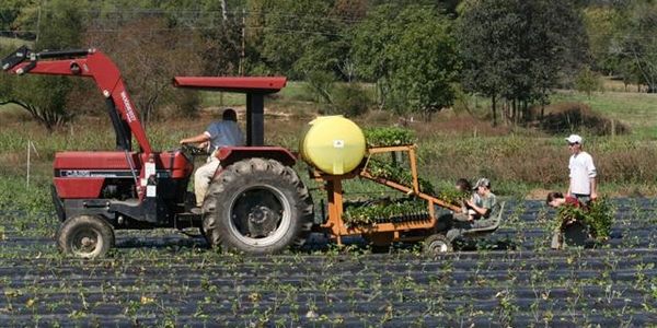 workers planting strawberries with a waterwheel planter at Double R