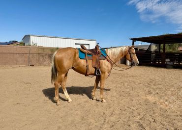 Horse with a saddle in a sandy enclosure.